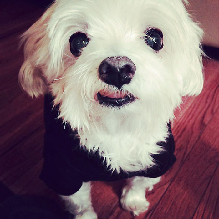 76 Of The Oldest Dogs Adopted By People With The Biggest Hearts