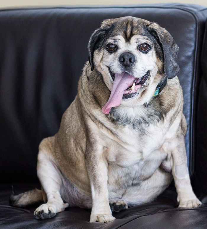 76 Of The Oldest Dogs Adopted By People With The Biggest Hearts