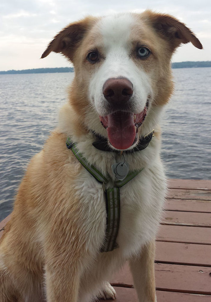 76 Of The Oldest Dogs Adopted By People With The Biggest Hearts
