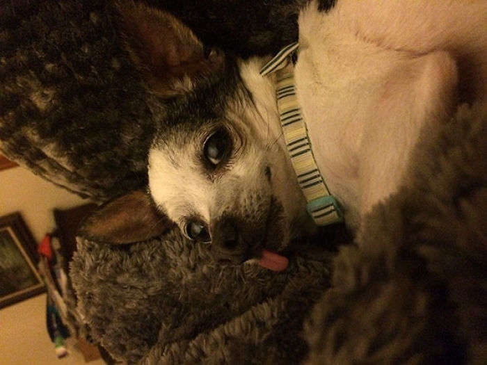 76 Of The Oldest Dogs Adopted By People With The Biggest Hearts
