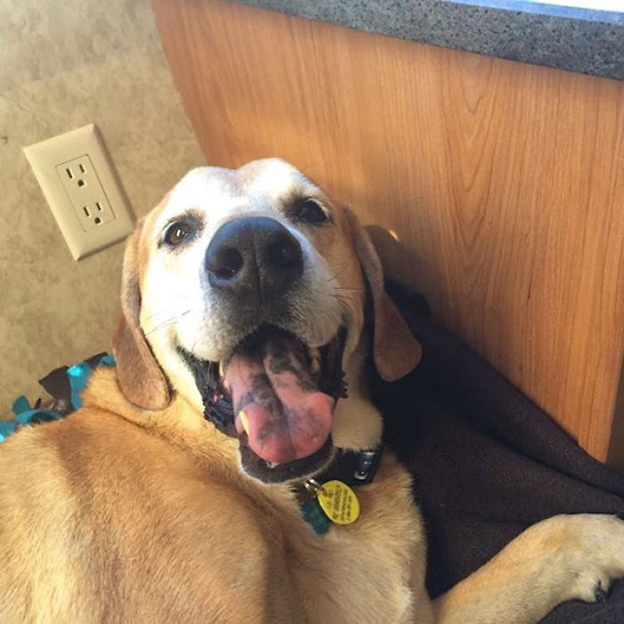 76 Of The Oldest Dogs Adopted By People With The Biggest Hearts