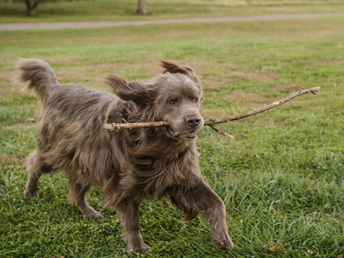 76 Of The Oldest Dogs Adopted By People With The Biggest Hearts