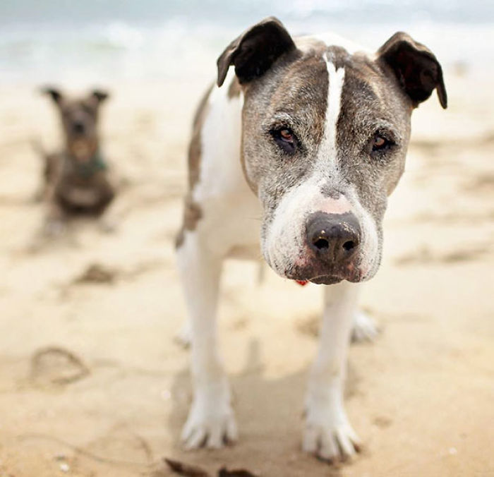 76 Of The Oldest Dogs Adopted By People With The Biggest Hearts