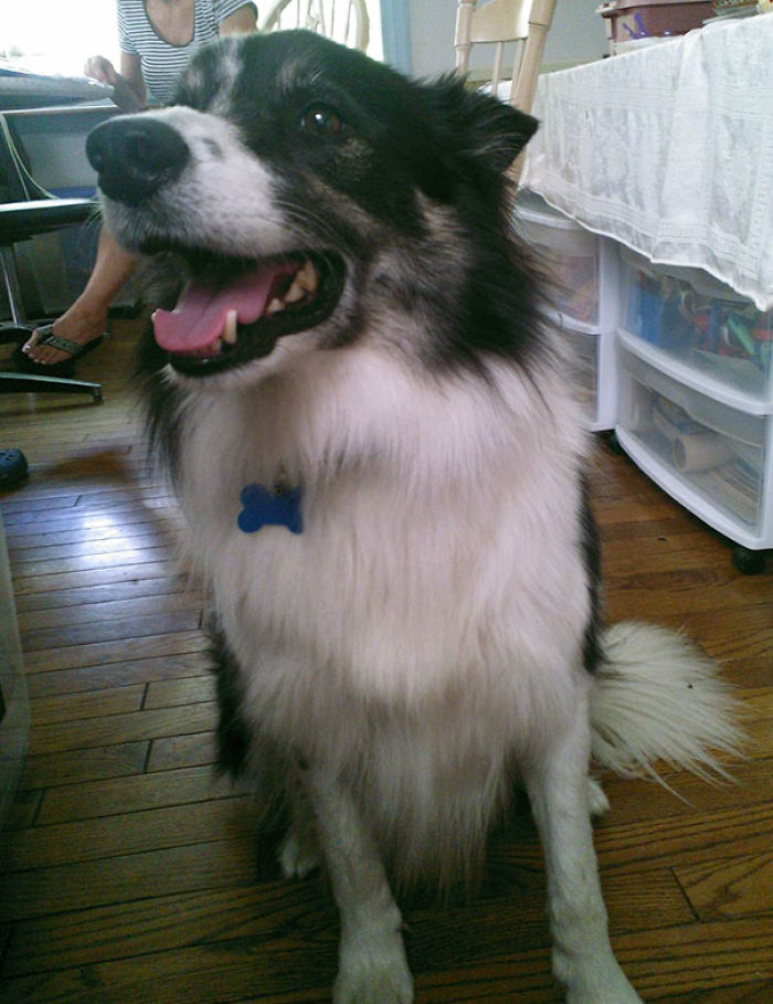 76 Of The Oldest Dogs Adopted By People With The Biggest Hearts