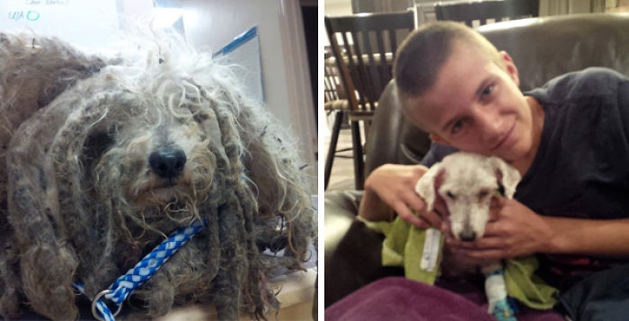 76 Of The Oldest Dogs Adopted By People With The Biggest Hearts