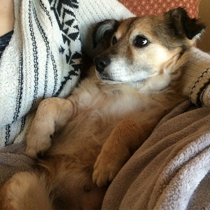 76 Of The Oldest Dogs Adopted By People With The Biggest Hearts