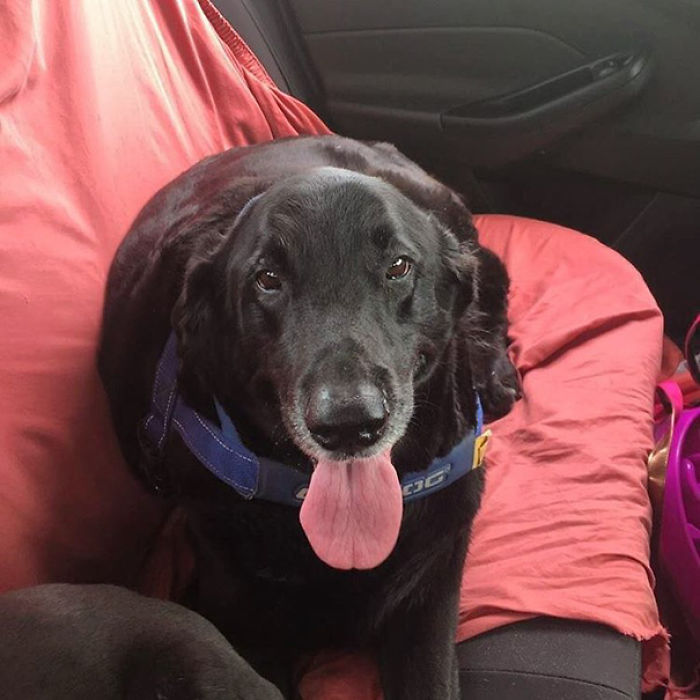 76 Of The Oldest Dogs Adopted By People With The Biggest Hearts