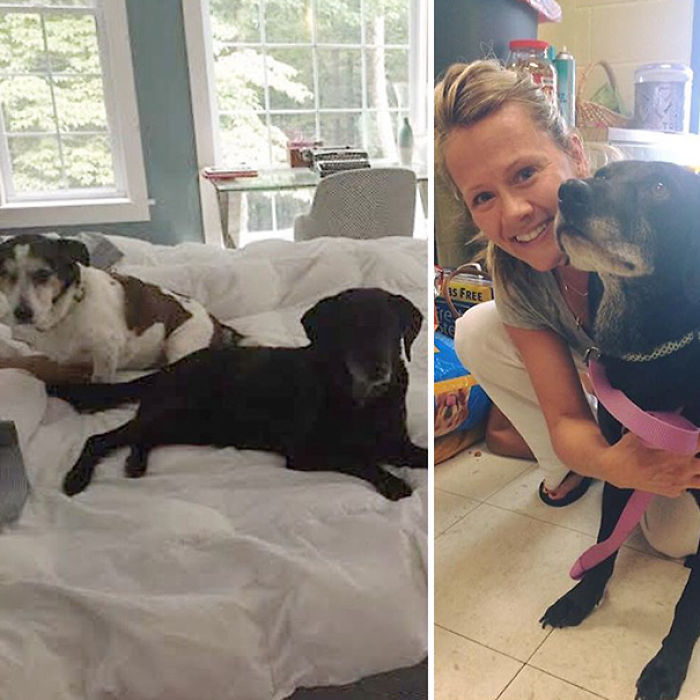 76 Of The Oldest Dogs Adopted By People With The Biggest Hearts