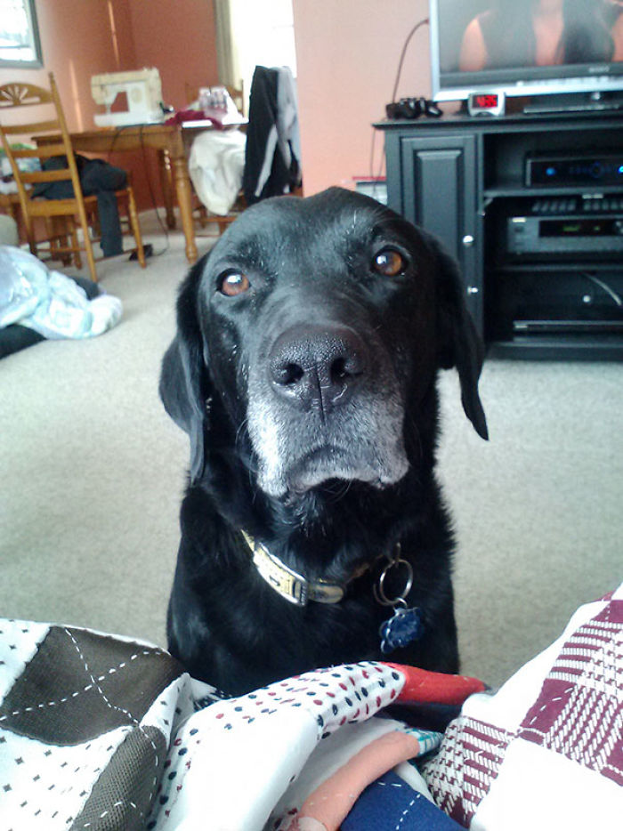 76 Of The Oldest Dogs Adopted By People With The Biggest Hearts