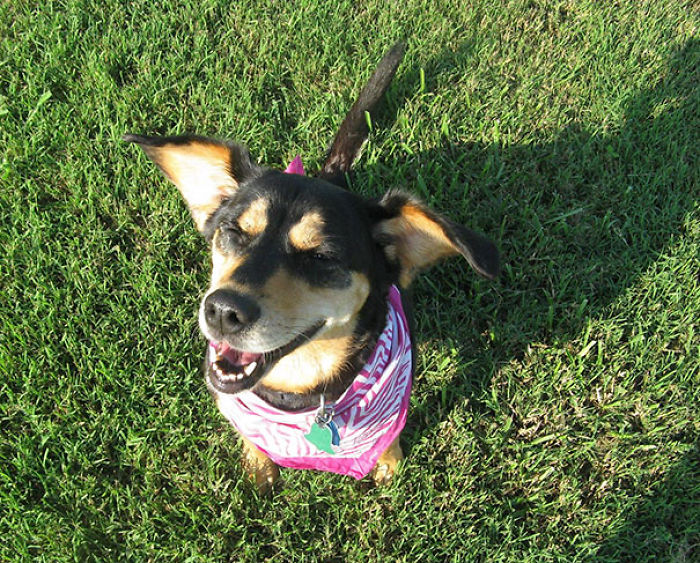 76 Of The Oldest Dogs Adopted By People With The Biggest Hearts