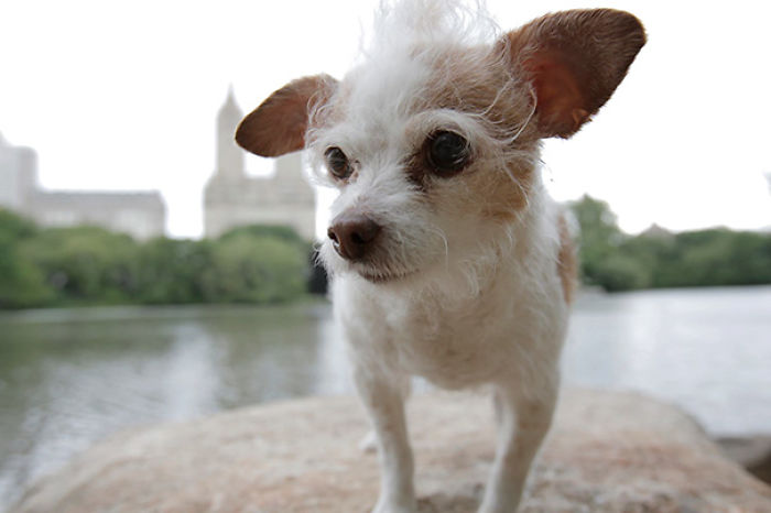 76 Of The Oldest Dogs Adopted By People With The Biggest Hearts