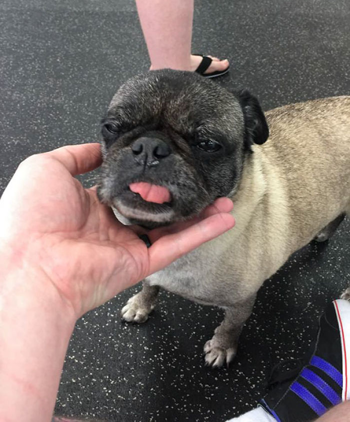 76 Of The Oldest Dogs Adopted By People With The Biggest Hearts