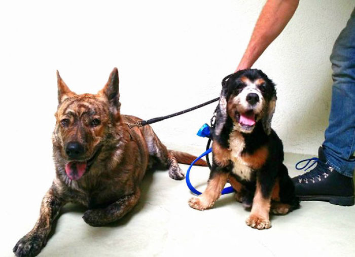 76 Of The Oldest Dogs Adopted By People With The Biggest Hearts