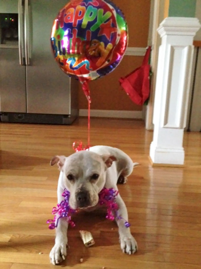 76 Of The Oldest Dogs Adopted By People With The Biggest Hearts