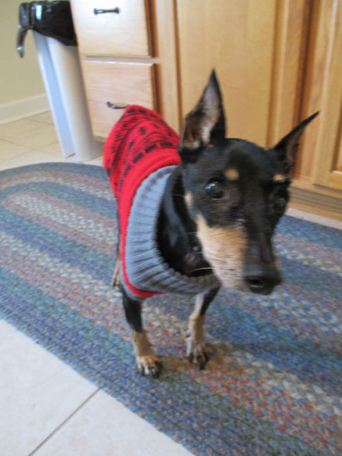 76 Of The Oldest Dogs Adopted By People With The Biggest Hearts