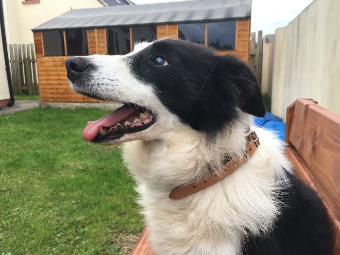 76 Of The Oldest Dogs Adopted By People With The Biggest Hearts