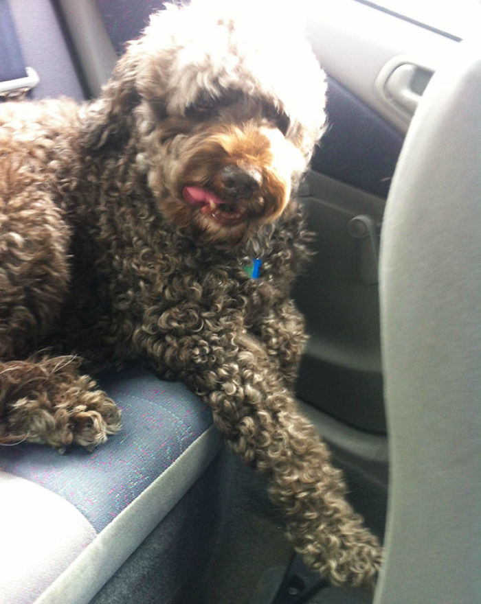 76 Of The Oldest Dogs Adopted By People With The Biggest Hearts
