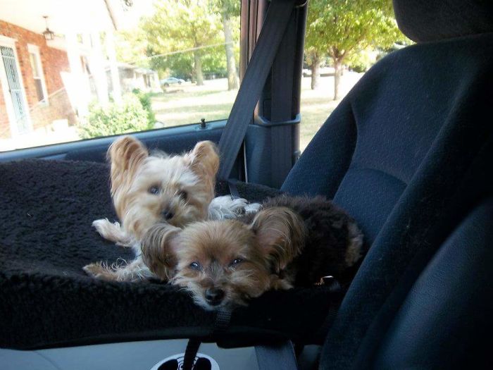 76 Of The Oldest Dogs Adopted By People With The Biggest Hearts
