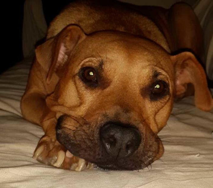 76 Of The Oldest Dogs Adopted By People With The Biggest Hearts