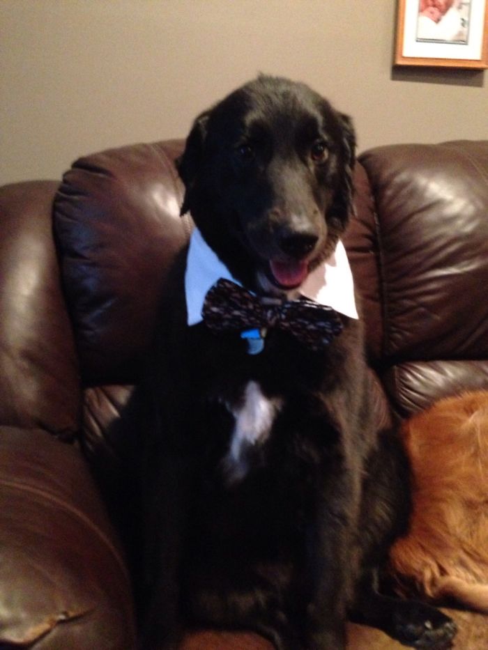 76 Of The Oldest Dogs Adopted By People With The Biggest Hearts