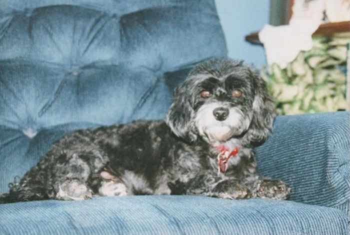 76 Of The Oldest Dogs Adopted By People With The Biggest Hearts
