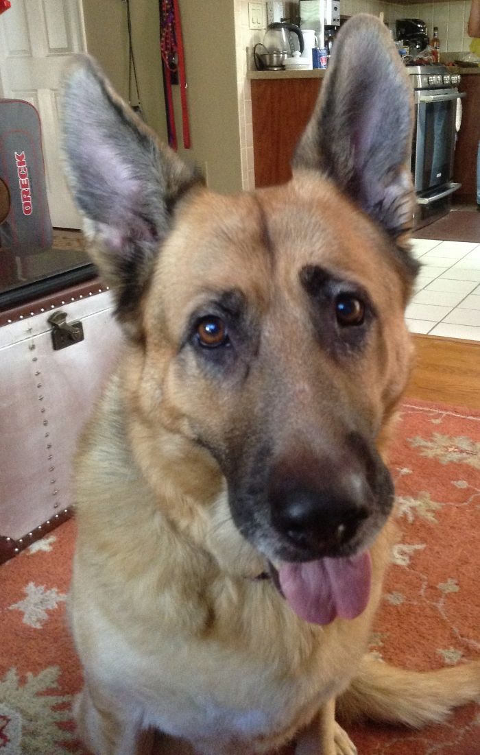 76 Of The Oldest Dogs Adopted By People With The Biggest Hearts