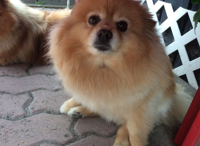 76 Of The Oldest Dogs Adopted By People With The Biggest Hearts