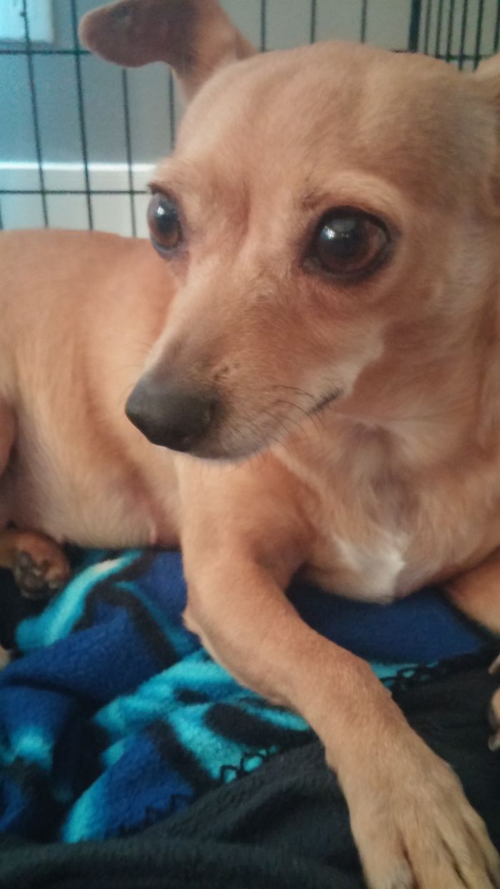 76 Of The Oldest Dogs Adopted By People With The Biggest Hearts