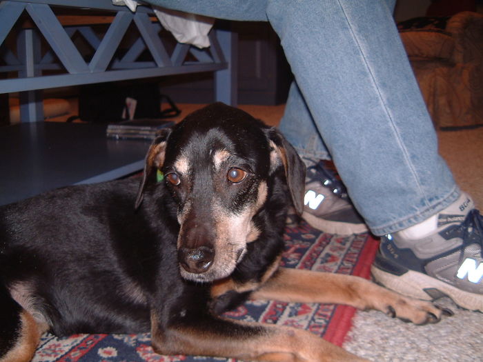 76 Of The Oldest Dogs Adopted By People With The Biggest Hearts
