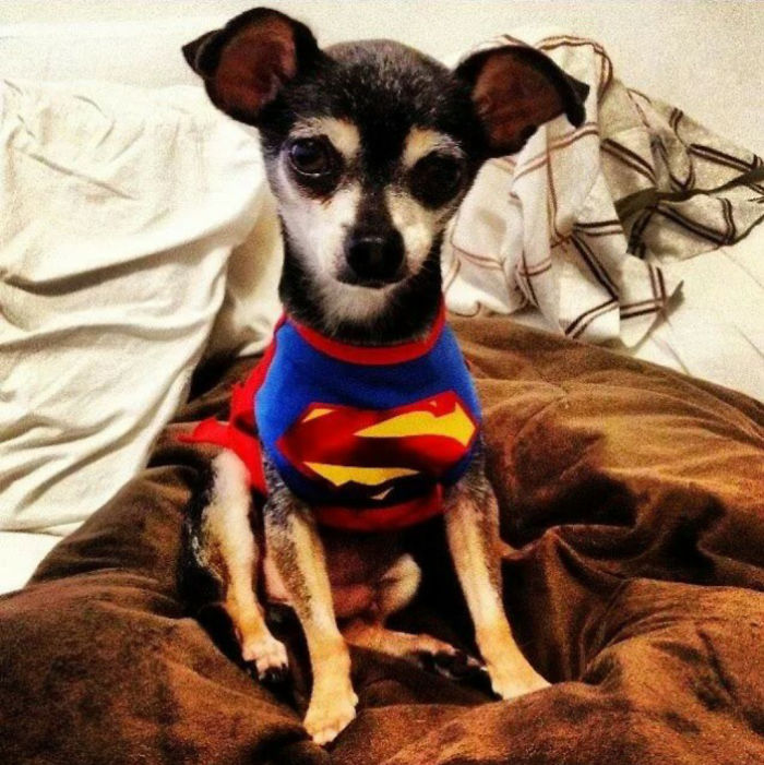 76 Of The Oldest Dogs Adopted By People With The Biggest Hearts