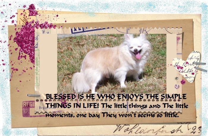 76 Of The Oldest Dogs Adopted By People With The Biggest Hearts