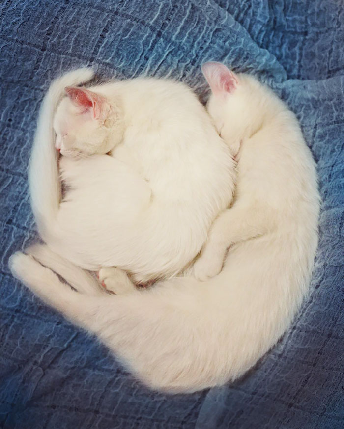 Meet The Most Beautiful Twin Cats In The World