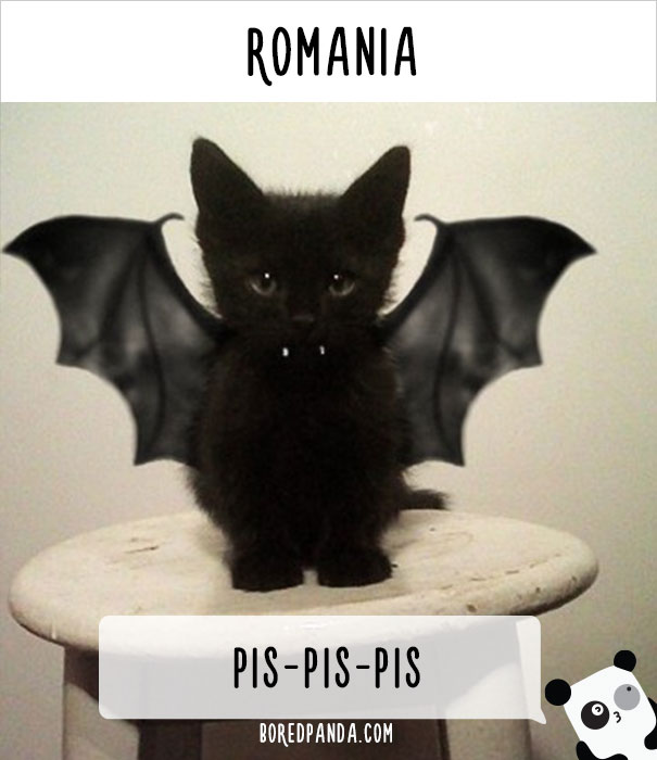 How People Call Cats In Different Countries