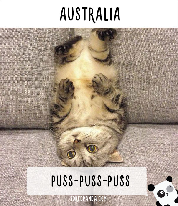 How People Call Cats In Different Countries