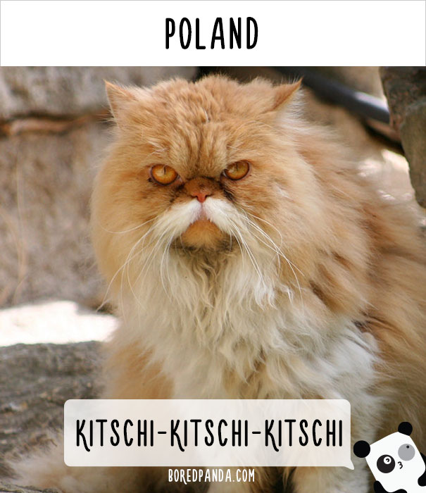 How People Call Cats In Different Countries