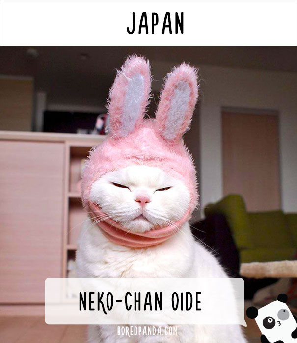 How People Call Cats In Different Countries