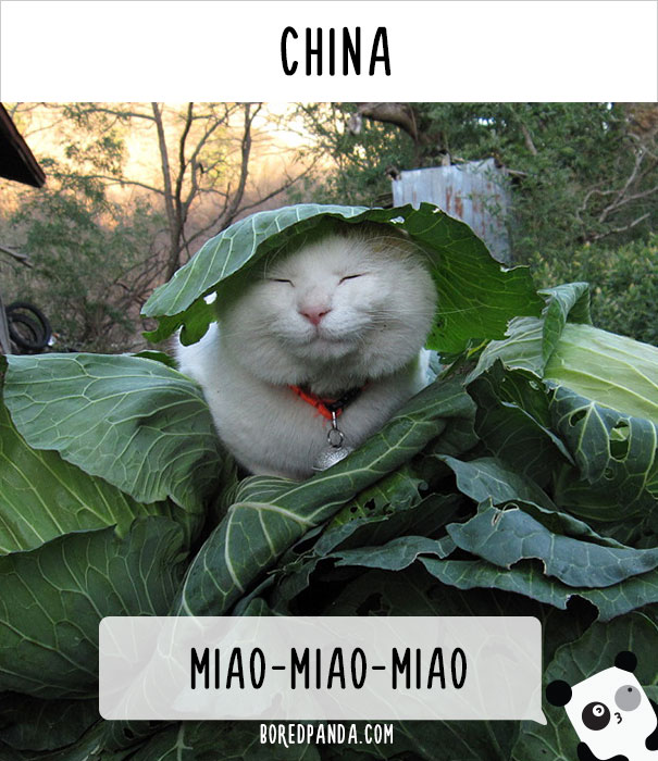 How People Call Cats In Different Countries