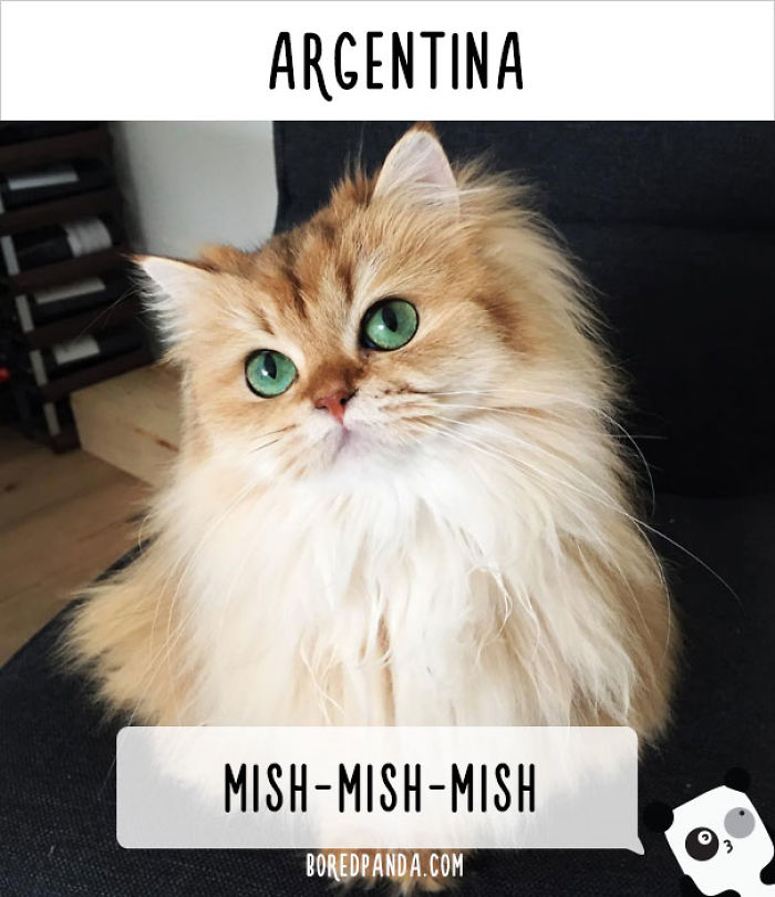 How People Call Cats In Different Countries