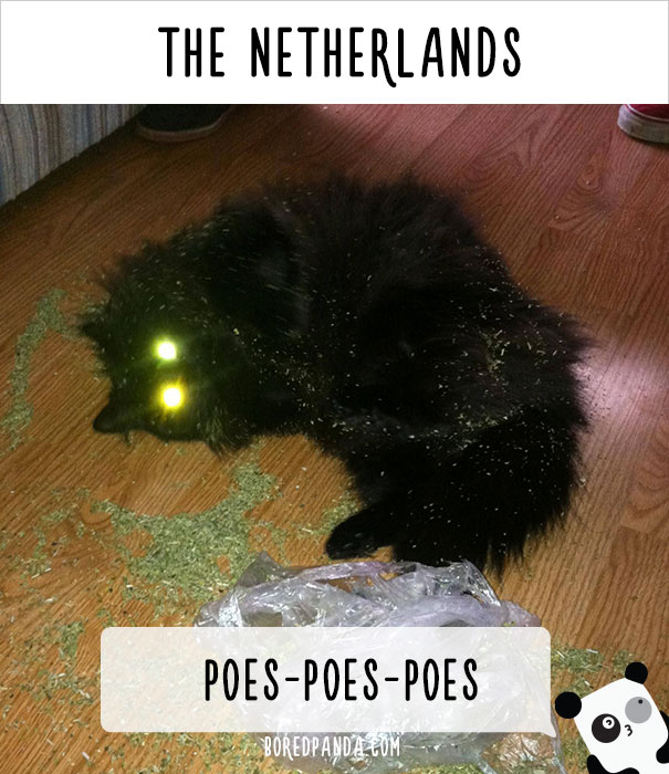 How People Call Cats In Different Countries