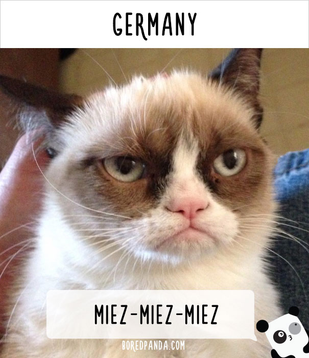How People Call Cats In Different Countries