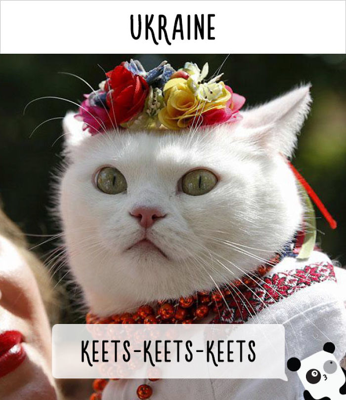 How People Call Cats In Different Countries