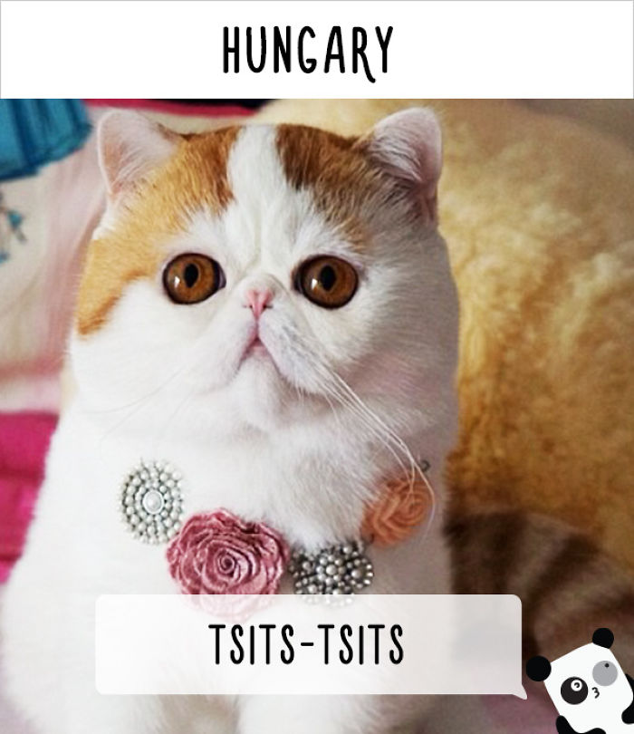 How People Call Cats In Different Countries