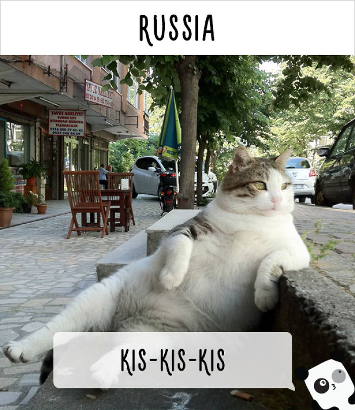 How People Call Cats In Different Countries