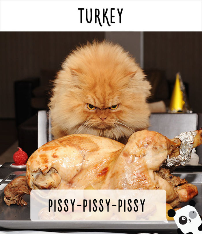 How People Call Cats In Different Countries