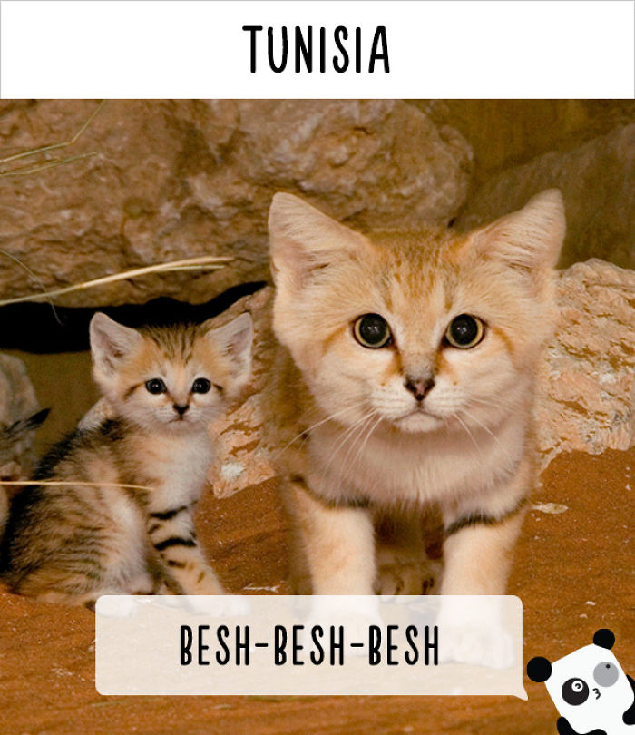 How People Call Cats In Different Countries