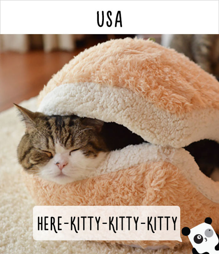 How People Call Cats In Different Countries