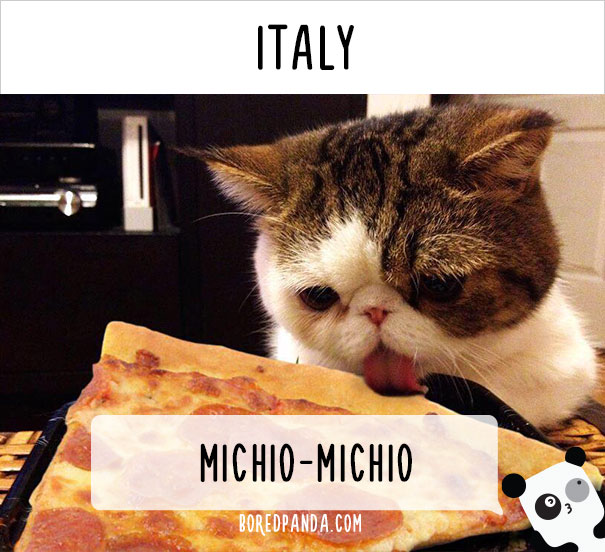 How People Call Cats In Different Countries