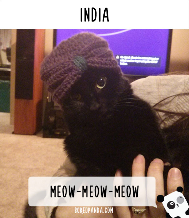 How People Call Cats In Different Countries