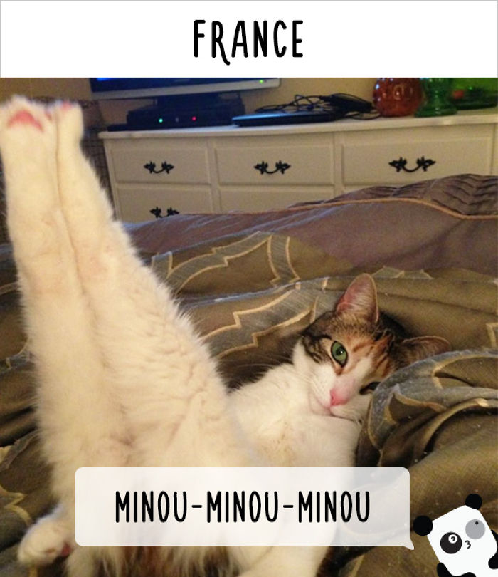 How People Call Cats In Different Countries
