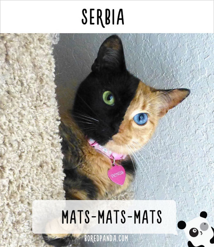 How People Call Cats In Different Countries